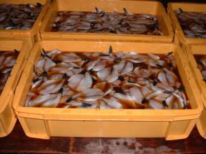 魚を秘伝の味醂ダレに漬け込む