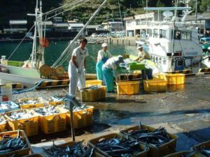 熊野漁協での魚の仕入れ