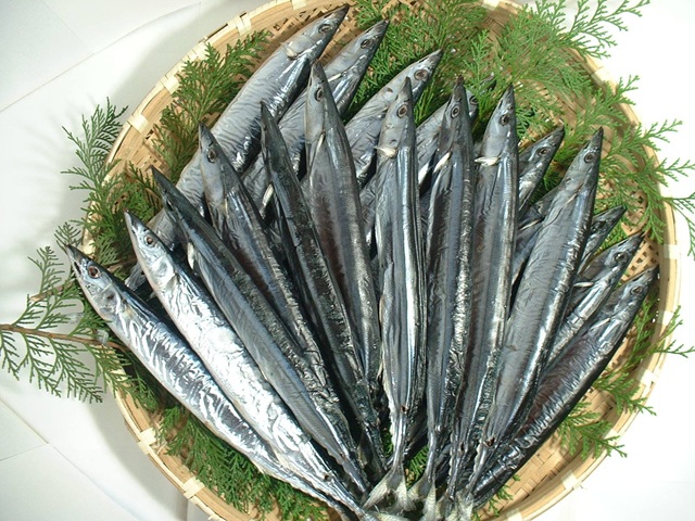 新鮮な秋刀魚が整然と並ぶ籠